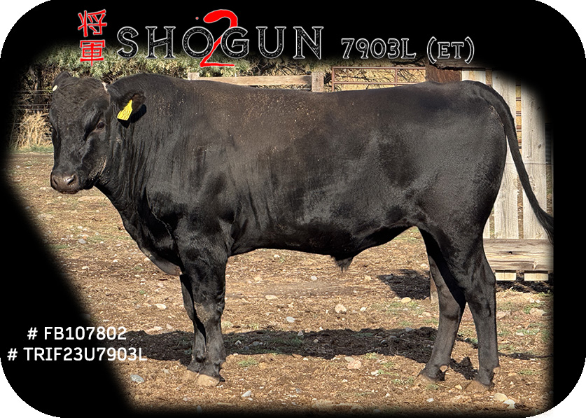SHOGUN 2 7903L (ET) FULL BLOOD BLACK WAGYU BULL with Top Elite Genetics